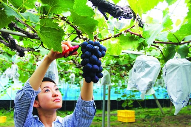 Mơ thấy hái nho trên cây