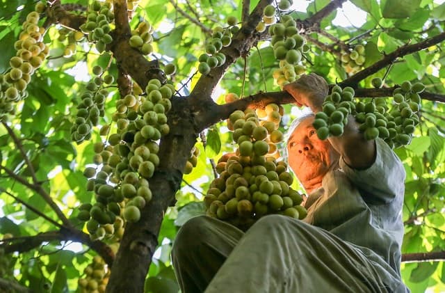 Mơ thấy trèo cây hái trái bị ong đốt.