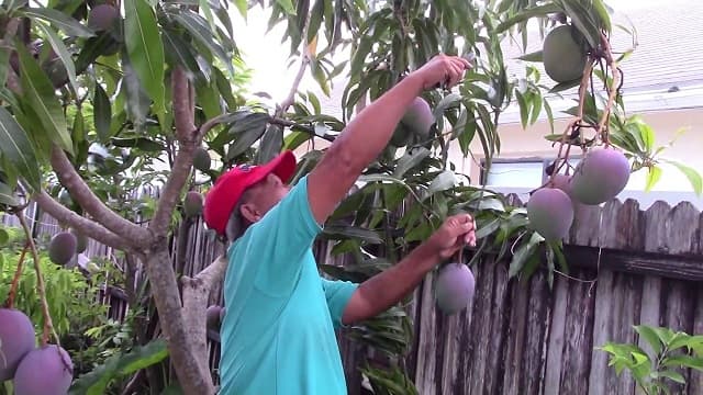 Mơ thấy hái xoài trên cây