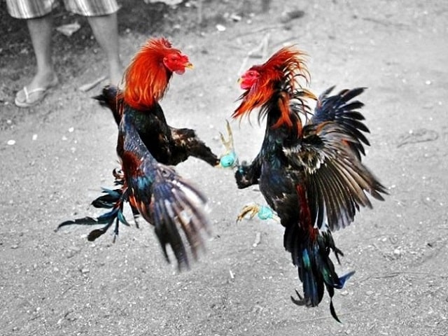 Trò chơi giữa sân có ba hàng lon 