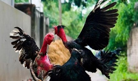 Chọi gà ăn tiền - Thú vui đi kèm với những hiểm họa khôn lường