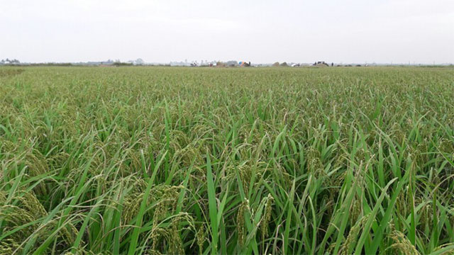 Thấy mình đang gặt lúa xanh khi đang ngủ