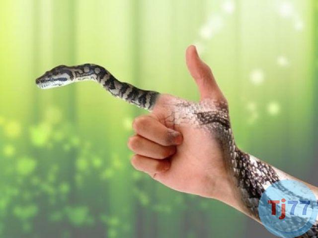 nằm mơ thấy rắn