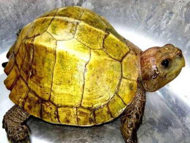 rùa vàng