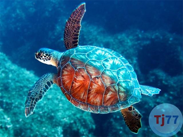 Nằm mơ thấy rùa đánh số gì