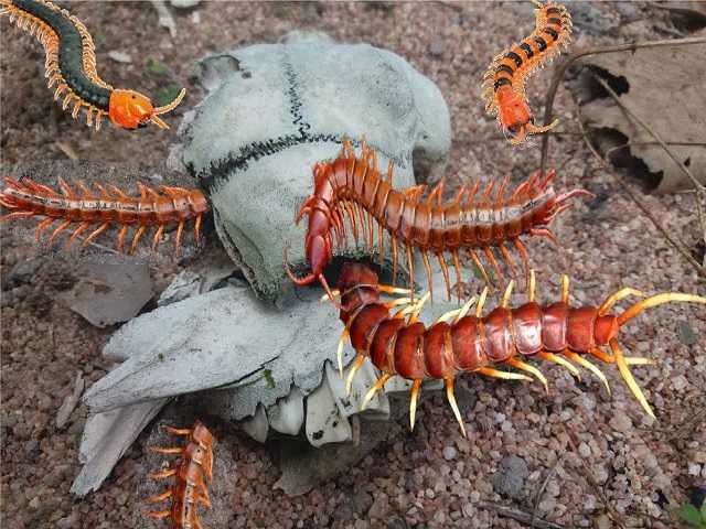 Nằm mơ thấy rết cắn có nghĩa là bạn đang có sức khỏe tốt