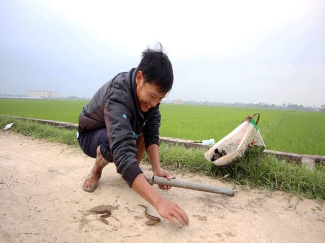 con lươn đang bò trên mặt đất