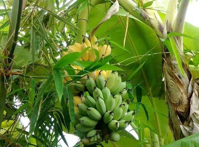 Nằm mơ thấy nhà chuối