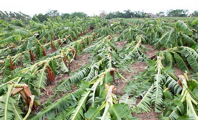 Giấc mơ của một cây chuối bị đổ