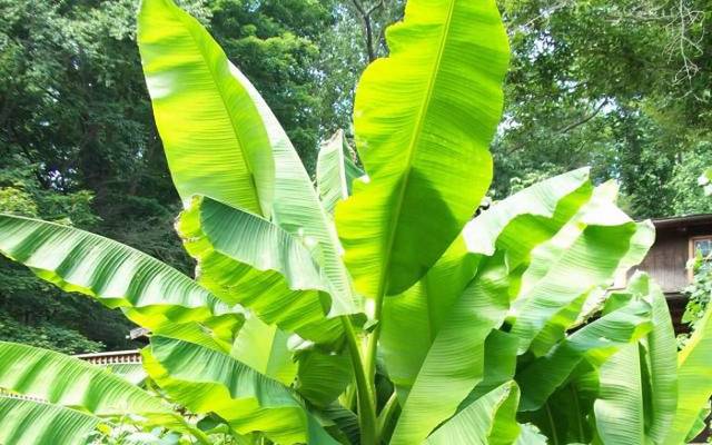 Nằm mơ thấy lá chuối