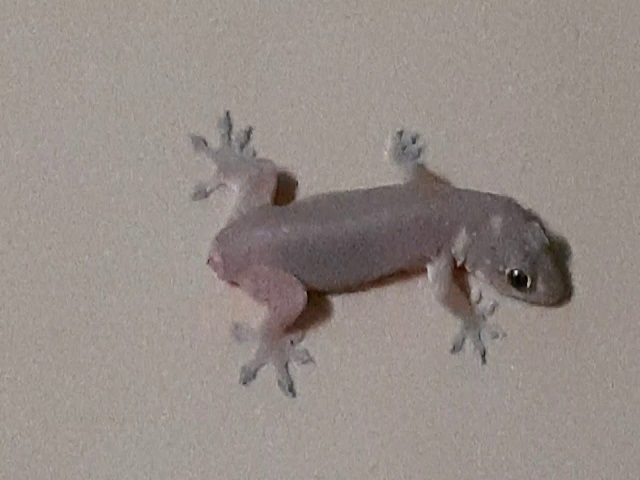 Thằn lằn mất đuôi