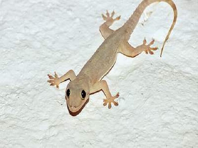 Thằn lằn bò vào nhà dự báo điềm xấu