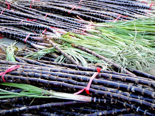 Hàng mía ngay ngắn trong mơ