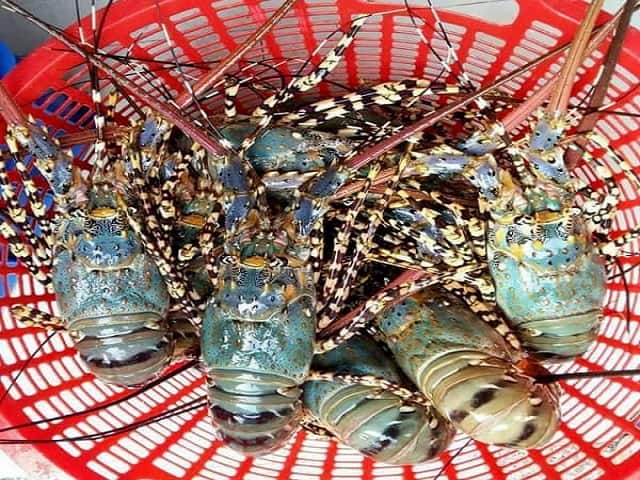 Giải mã giấc mơ thấy tôm phổ biến nhất