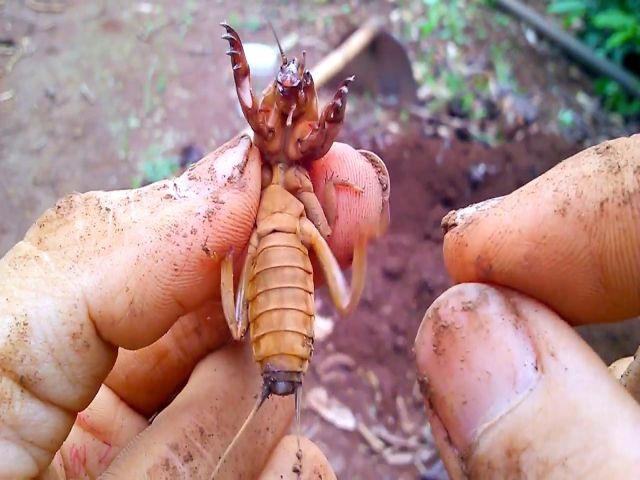 mơ thấy bắt dế