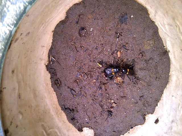 mơ thấy dế chọi