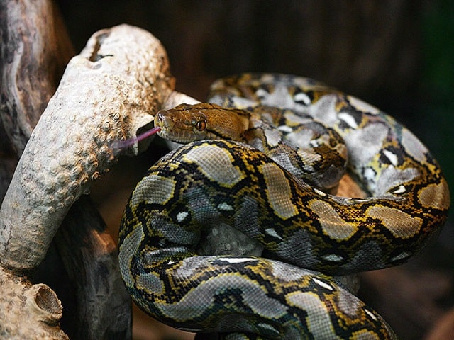 nó là loại tên gì?