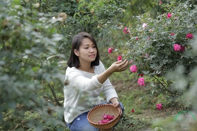 chiêm bao thấy hái hoa