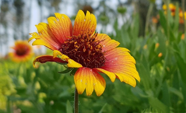 nam ngủ mơ thấy hoa nở