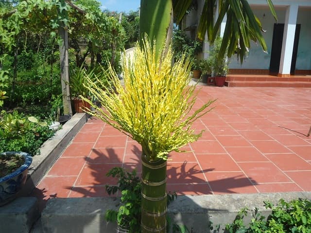 ngủ mơ thấy hoa cau 