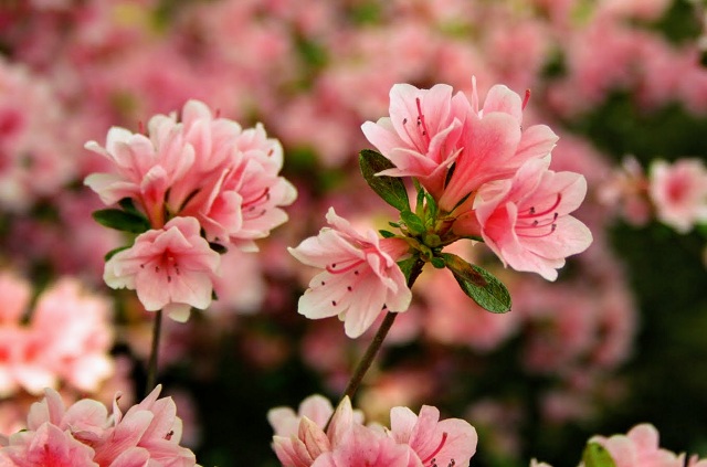 ngủ mơ thấy hoa đỗ quyên