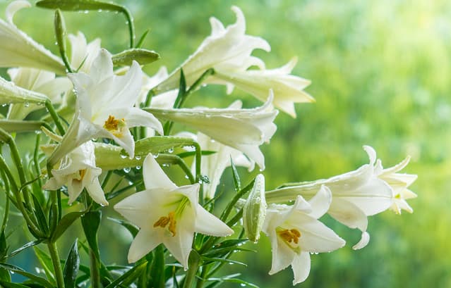 ngủ mơ thấy hoa loa kèn