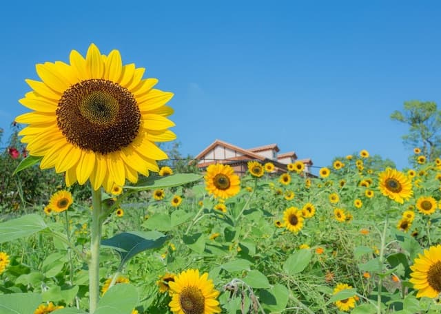 chiêm bao thấy hoa hướng dương