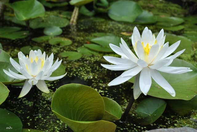 nằm mơ thấy hoa súng