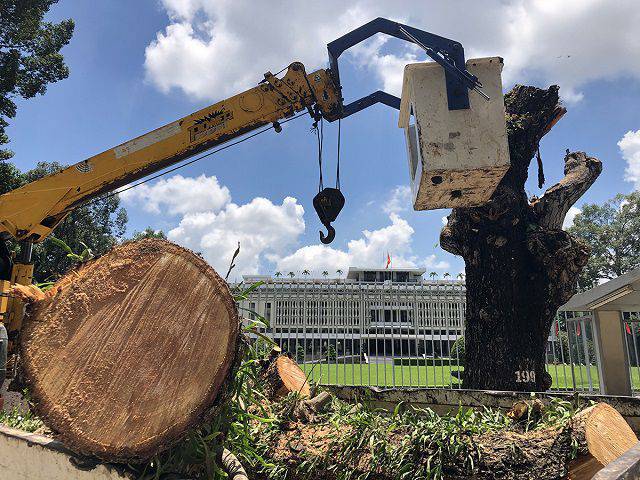 Nằm mơ thấy cây cổ thụ bị đốn hạ