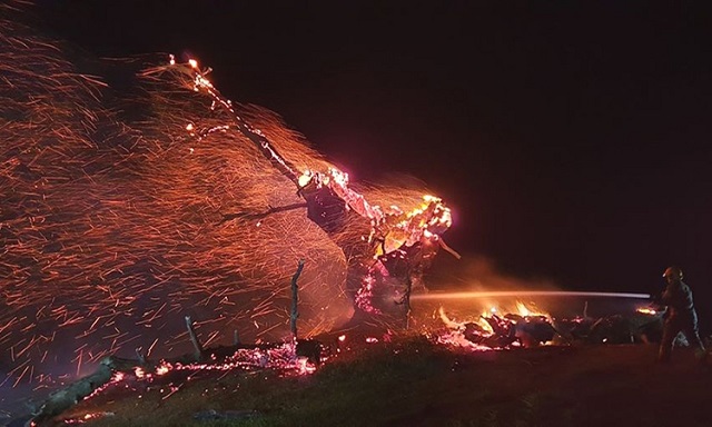 Đốt cây cổ thụ khi đang ngủ