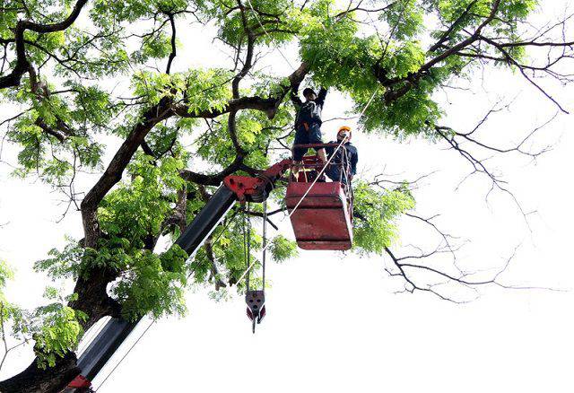 Mơ thấy mình trèo lên cây cổ thụ