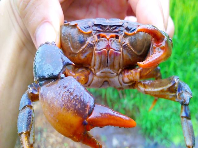 Bắt một số con cua