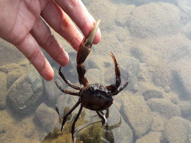 mơ thấy cua bị kẹp vào tay