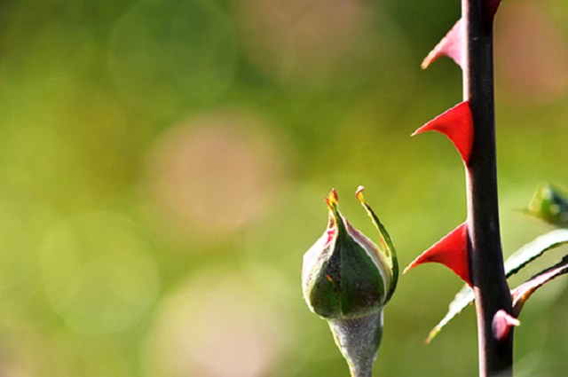 Giấc mơ hoa hồng gai