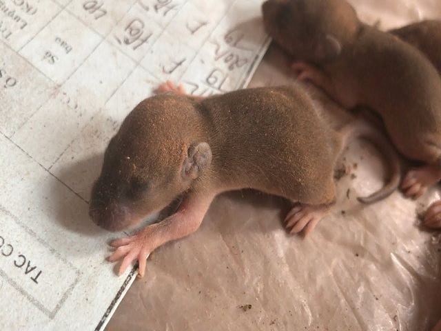 Con số may mắn khi mơ thấy chuột con