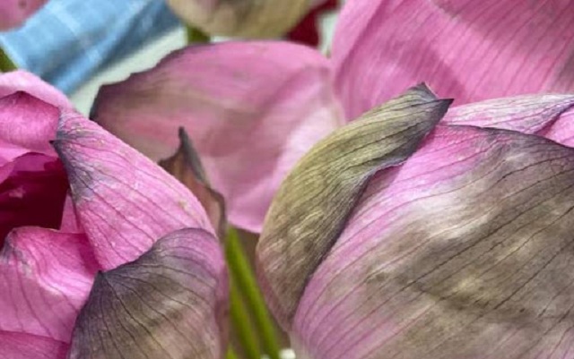 Mơ thấy hoa sen héo