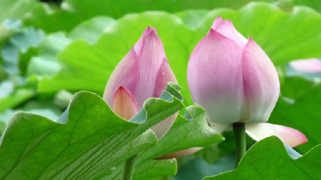 Nằm mơ thấy búp sen là điềm gì