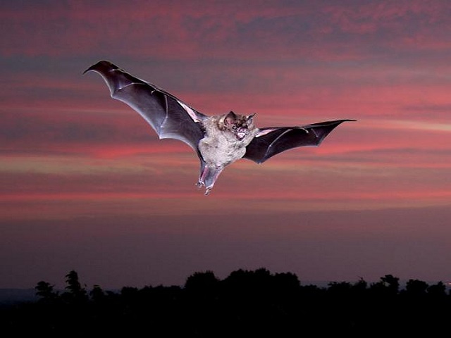 Nằm mơ thấy dơi bay lượn báo hiệu cái chết