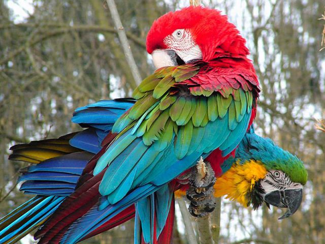 Dù là loài chim có vẻ ngoài sặc sỡ nhưng cuộc sống của bạn có nhiều niềm vui