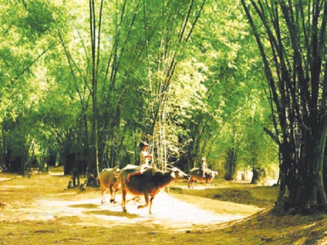 Con trâu là bạn của nhà nông