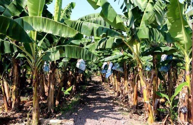 Khuyến mãi cây chuối