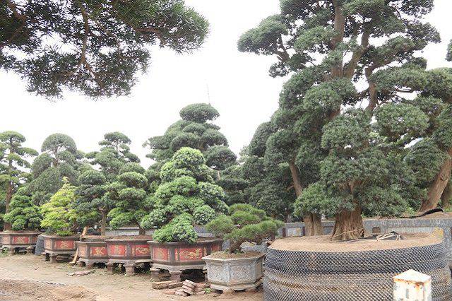 Nhiều cây cổ thụ xuất hiện trong giấc mơ