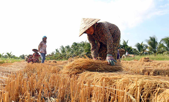 Mơ thấy thu hoạch lúa nhưng lúa bị héo và chết.