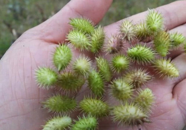 Nằm mơ thấy hái quả có nhiều gai. 