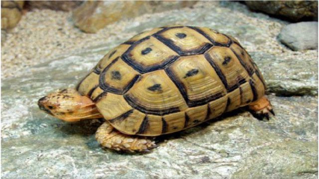 Nằm mơ thấy rùa bò