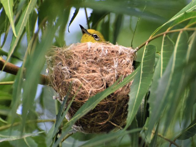 Mặc dù những con chim lớn như vậy, nhưng bạn vẫn rất sung mãn trong cuộc sống