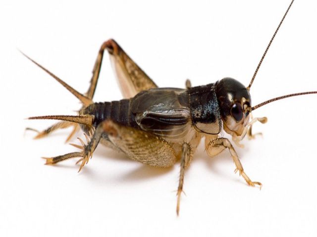 mơ thấy một con dế