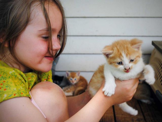 mèo gần gũi với con người