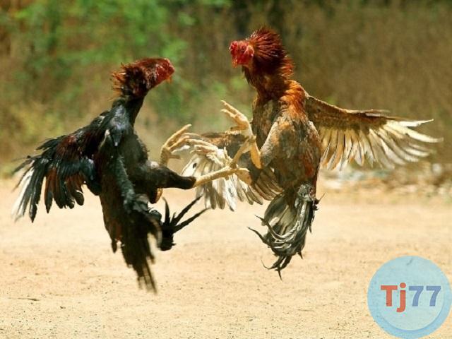 Luật chơi chọi gà 3 miền Việt Nam