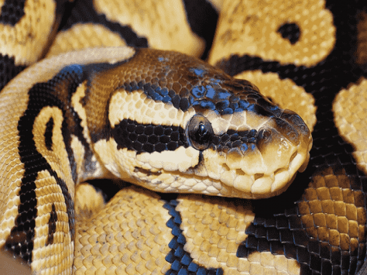 Nằm mơ thấy trăn đánh đề con gì